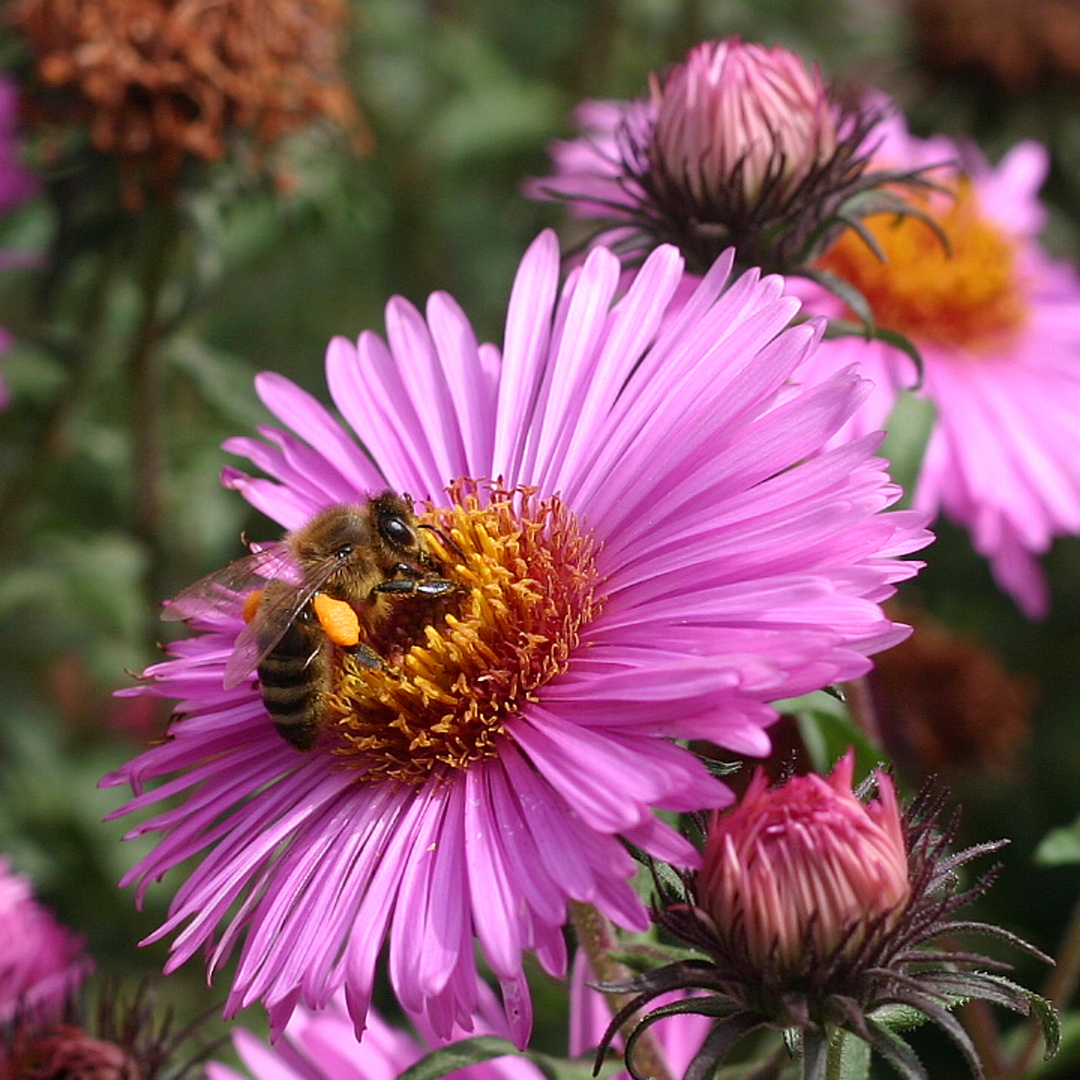 fleißiges Bienchen