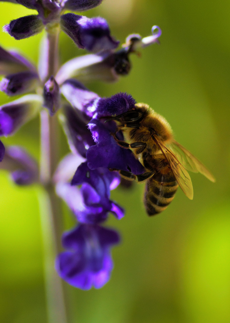 Fleißiges Bienchen