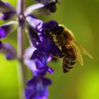 Fleißiges Bienchen