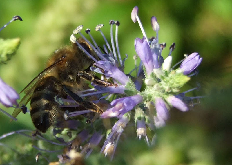 Fleissiges Bienchen