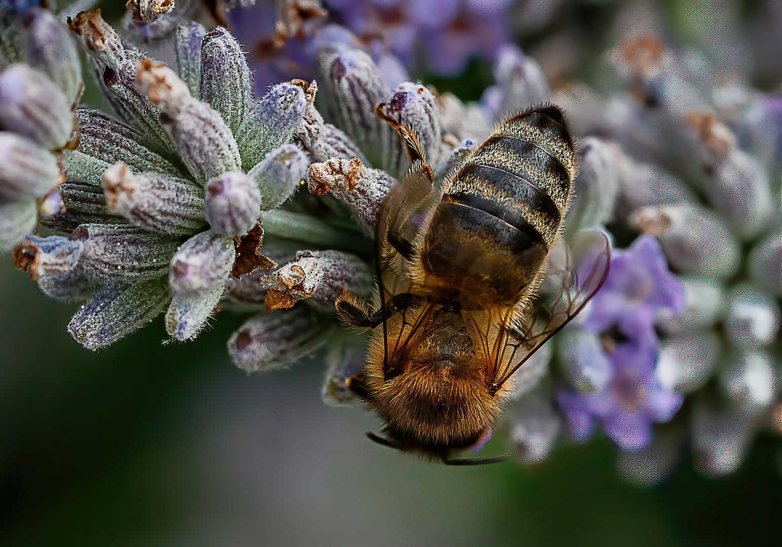 Fleissiges Bienchen