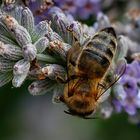 Fleissiges Bienchen