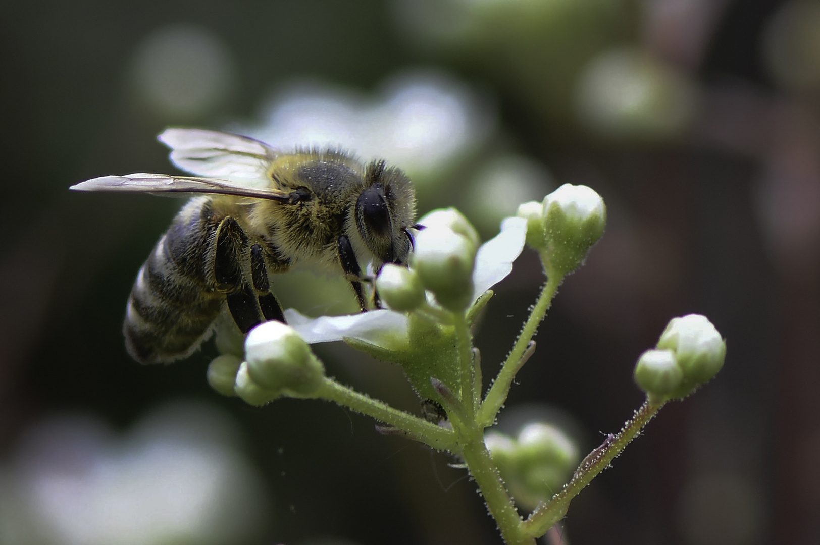 Fleißiges Bienchen