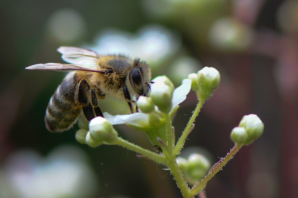 Fleißiges Bienchen