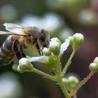 Fleißiges Bienchen