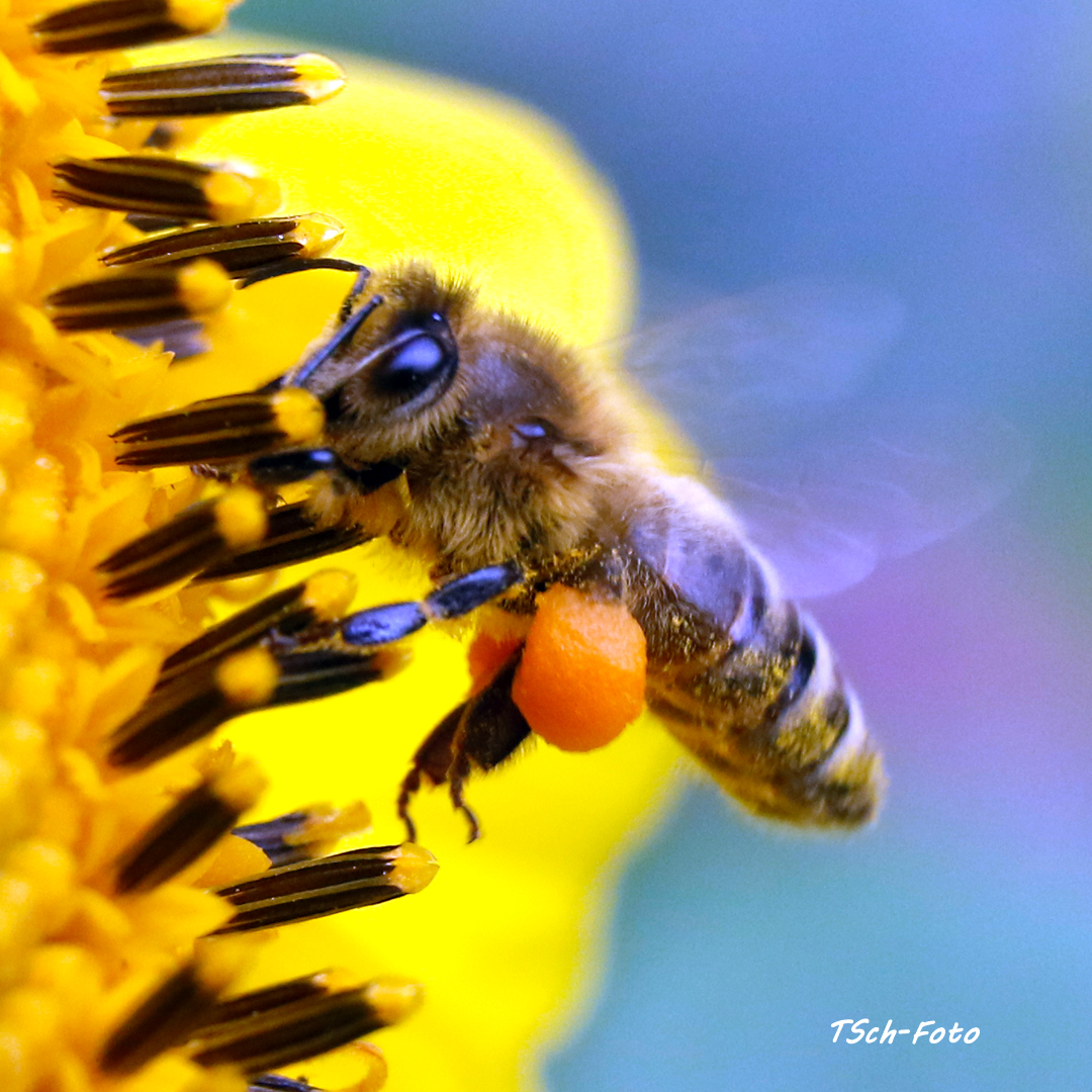 fleißiges Bienchen