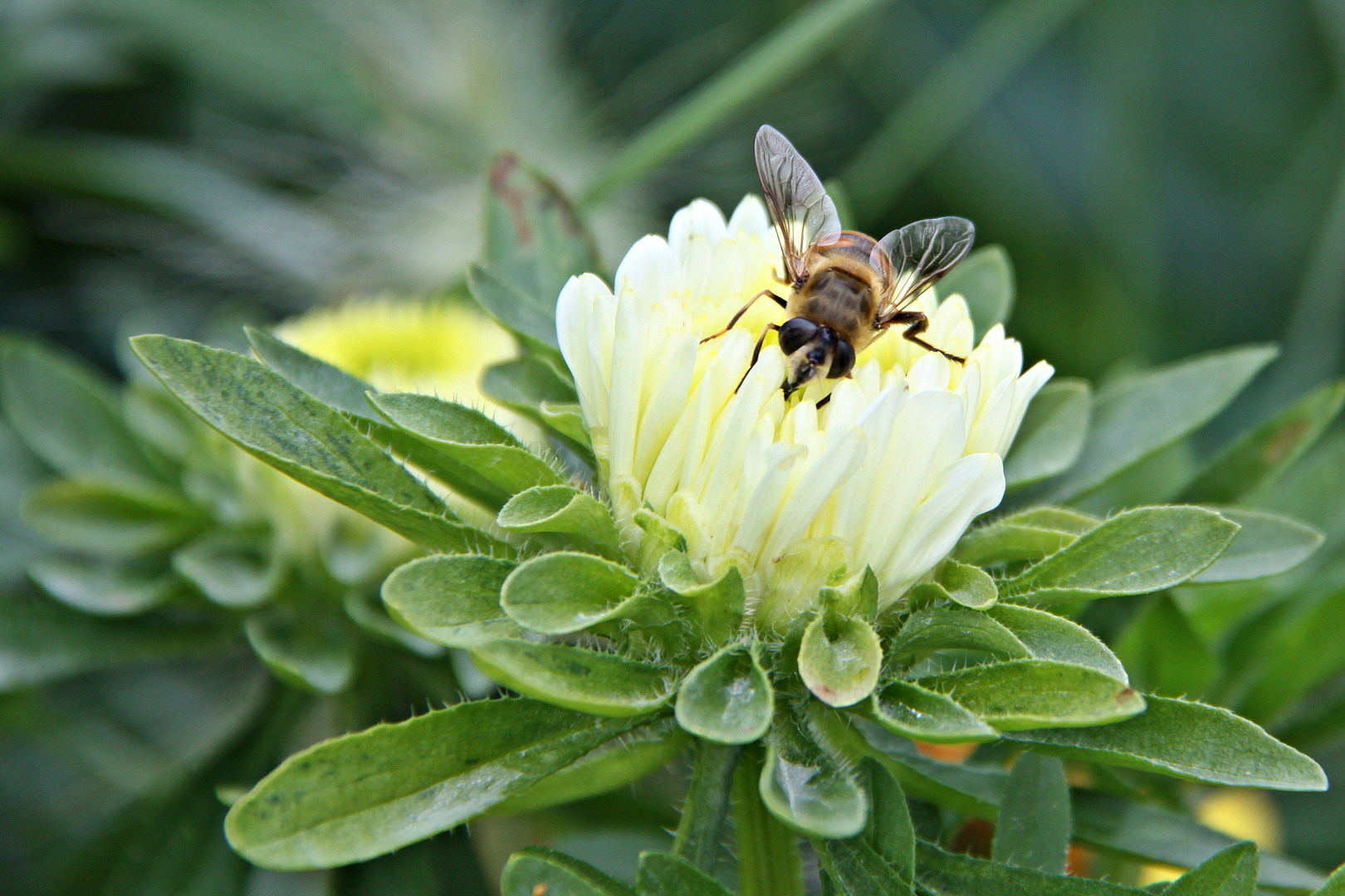 Fleißiges Bienchen