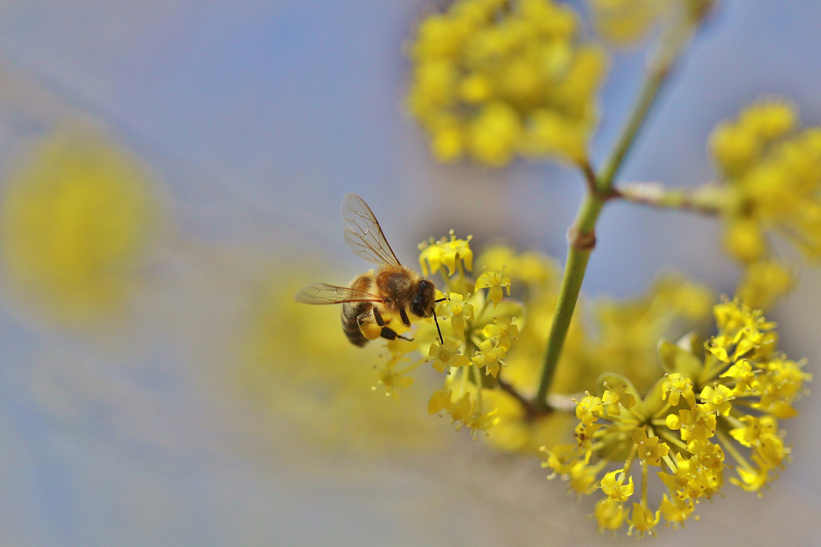 fleißiges Bienchen