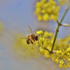 fleißiges Bienchen