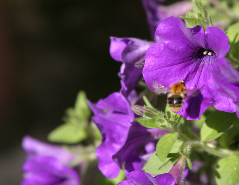 Fleißiges Bienchen