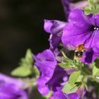 Fleißiges Bienchen