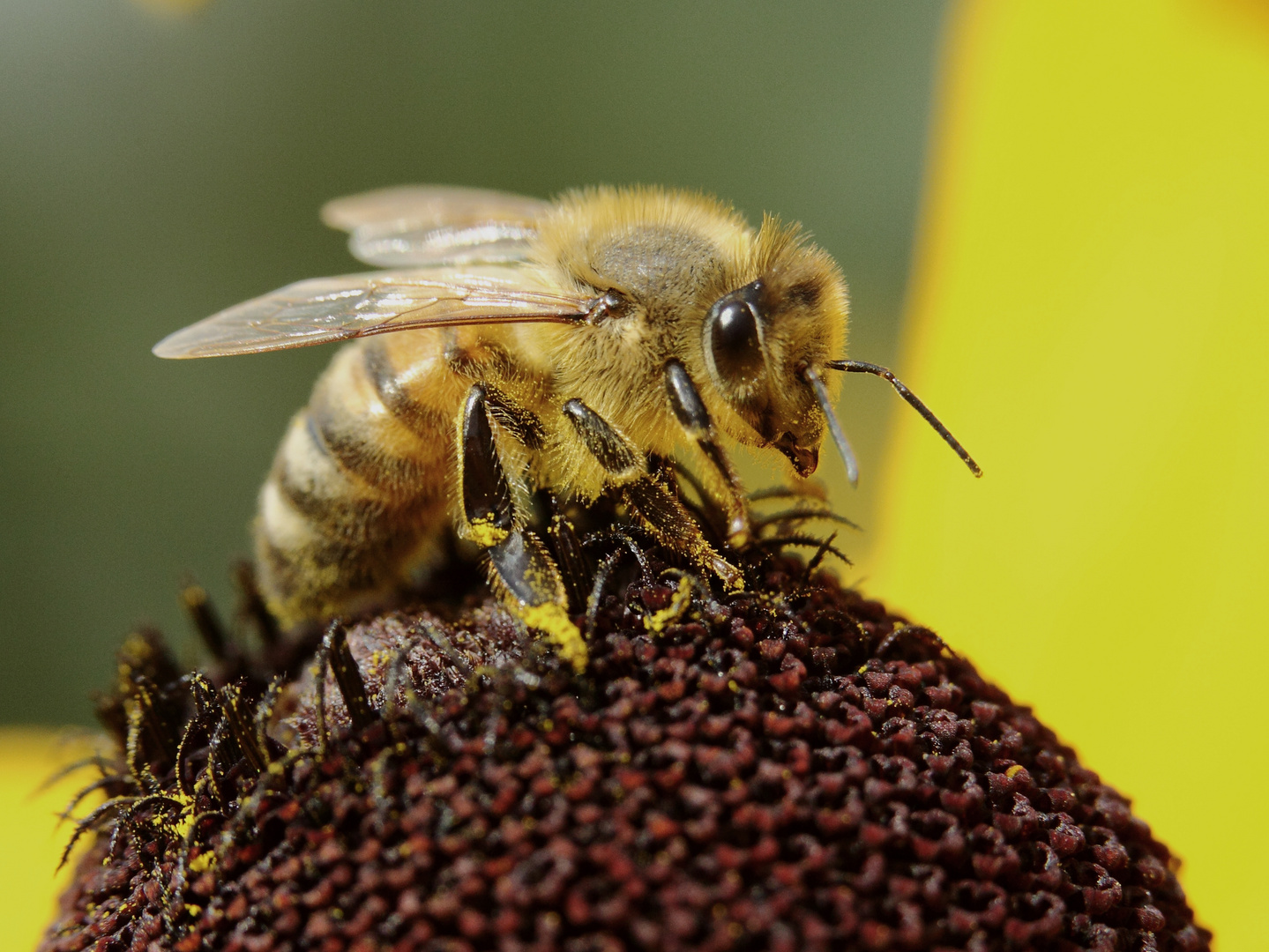 "fleissiges Bienchen"