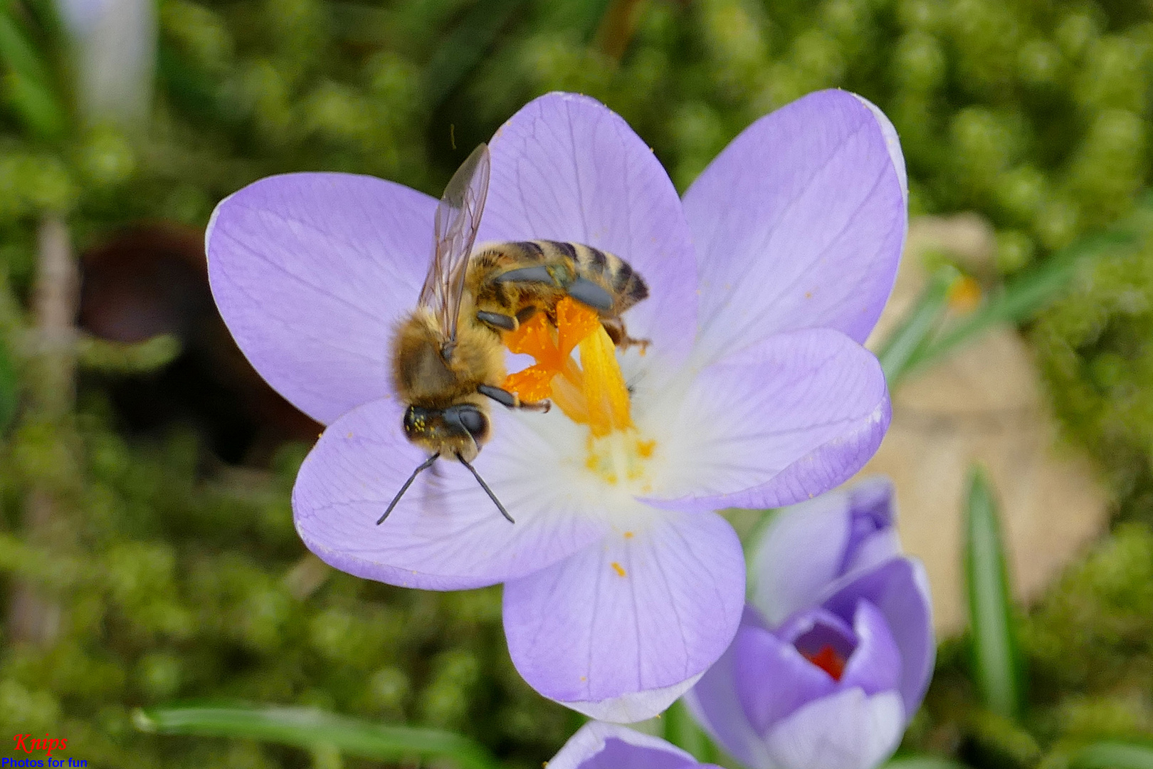 Fleißiges Bienchen