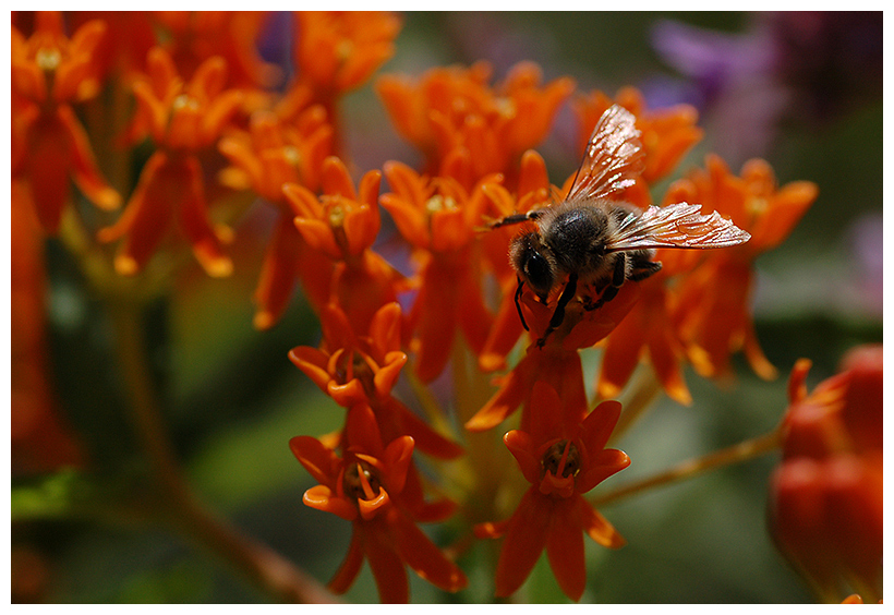 fleissiges Bienchen