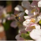 fleißiges Bienchen...