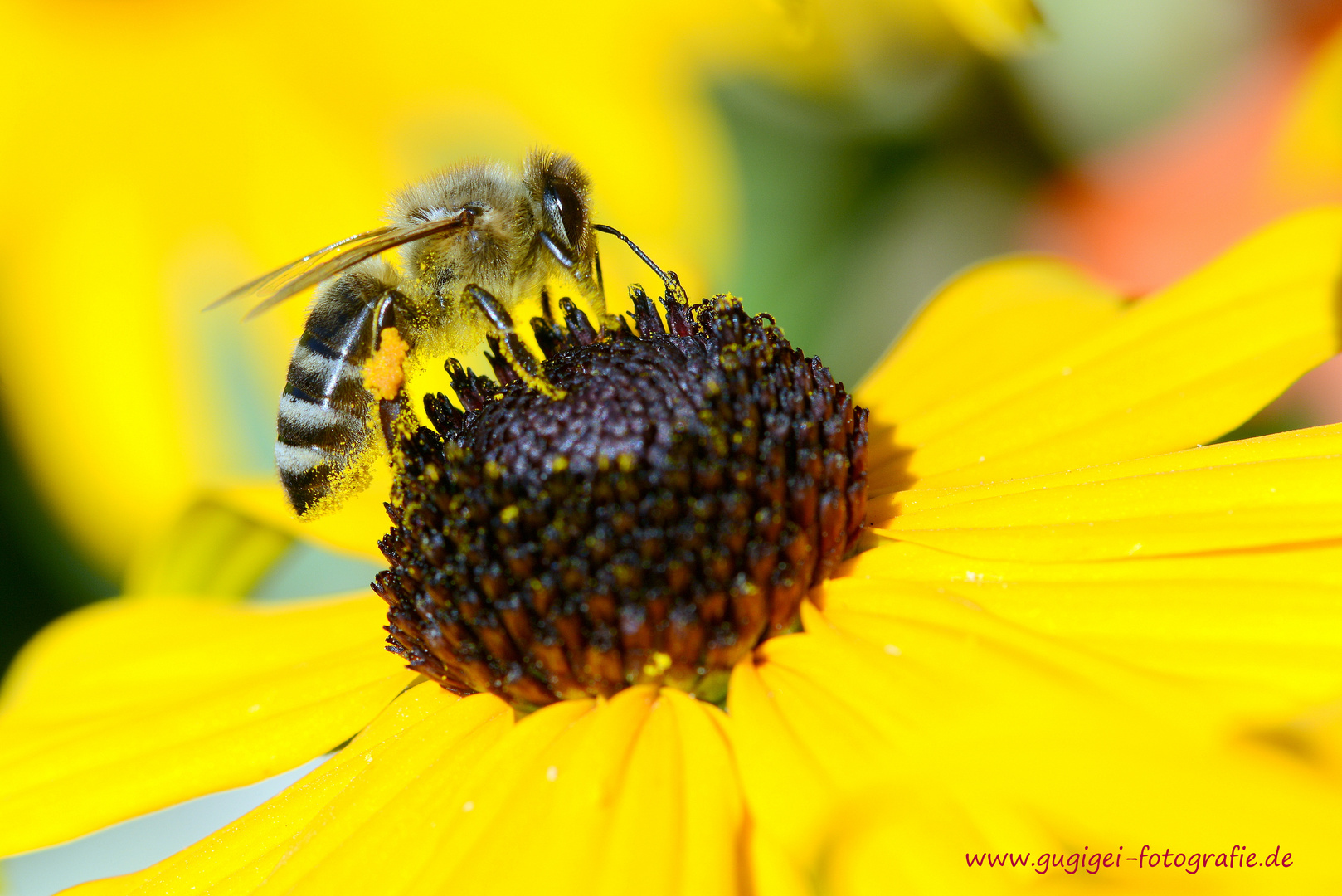 Fleißiges Bienchen