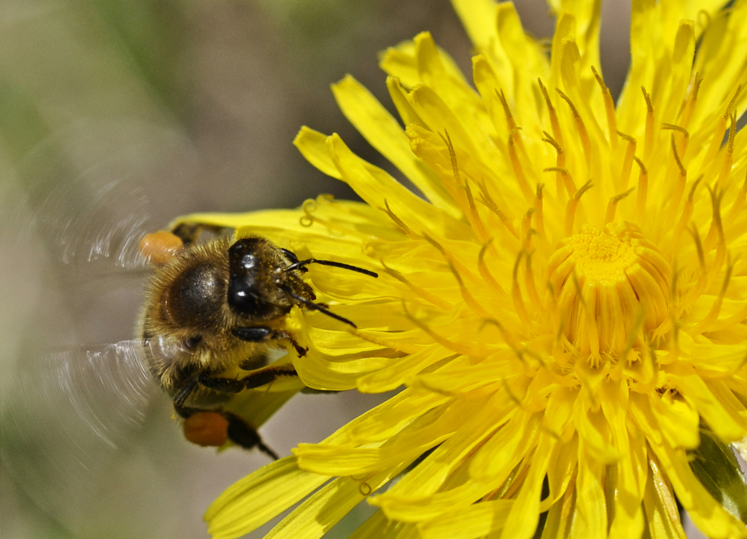 fleißiges Bienchen