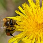 fleißiges Bienchen