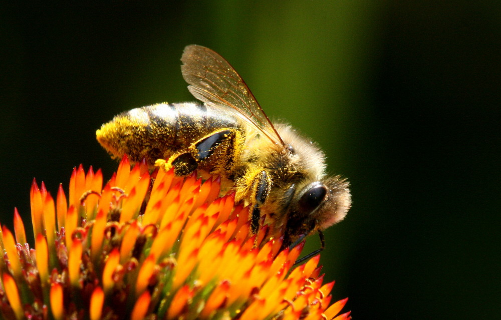 "Fleissiges Bienchen"