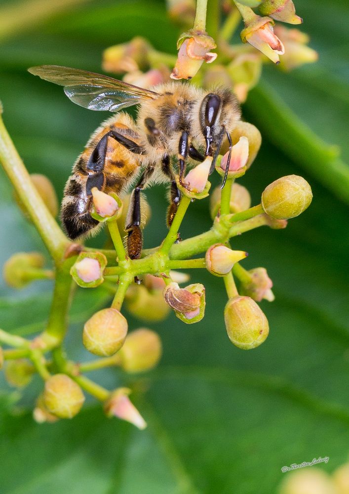 Fleißiges Bienchen