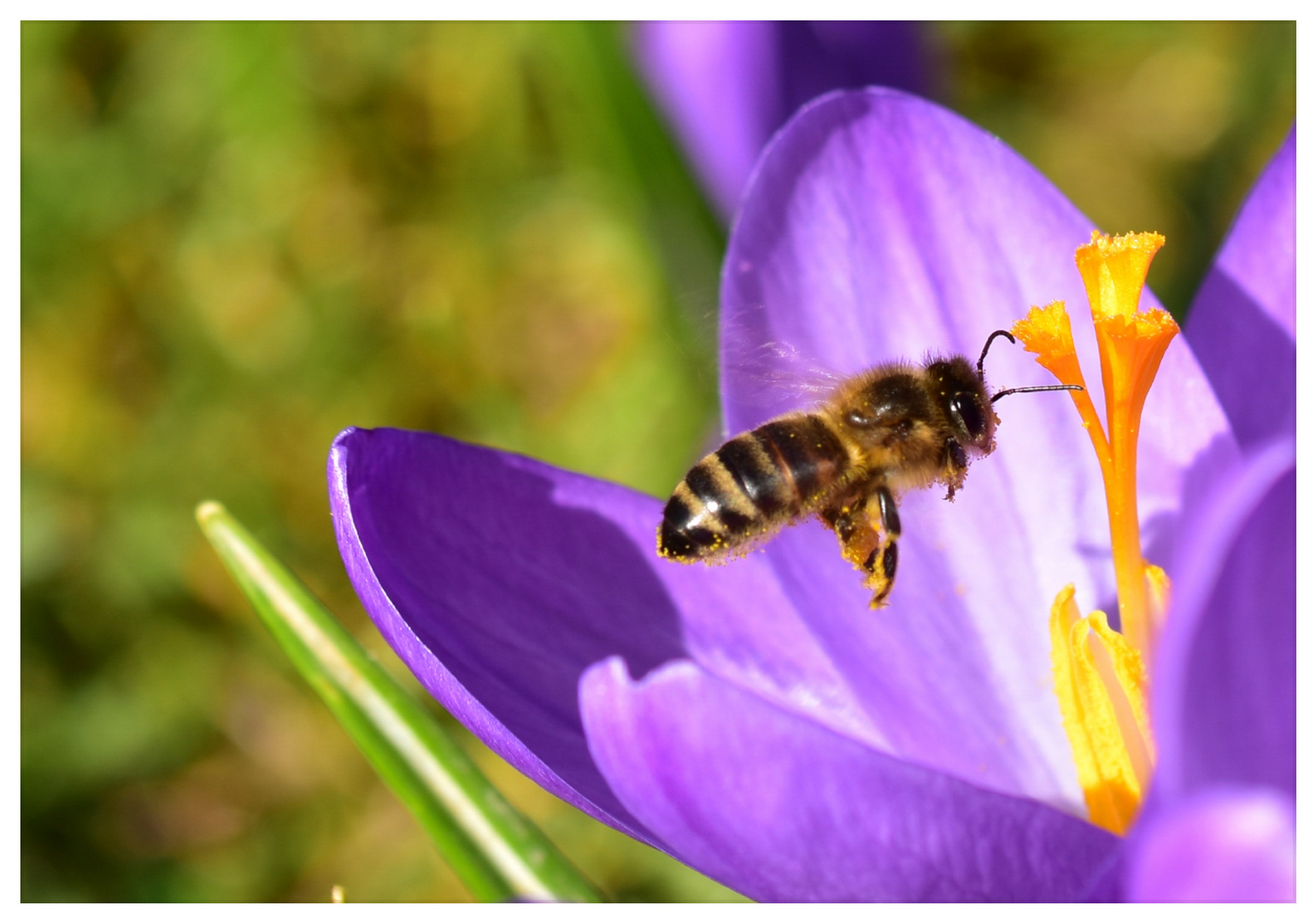 Fleissiges Bienchen