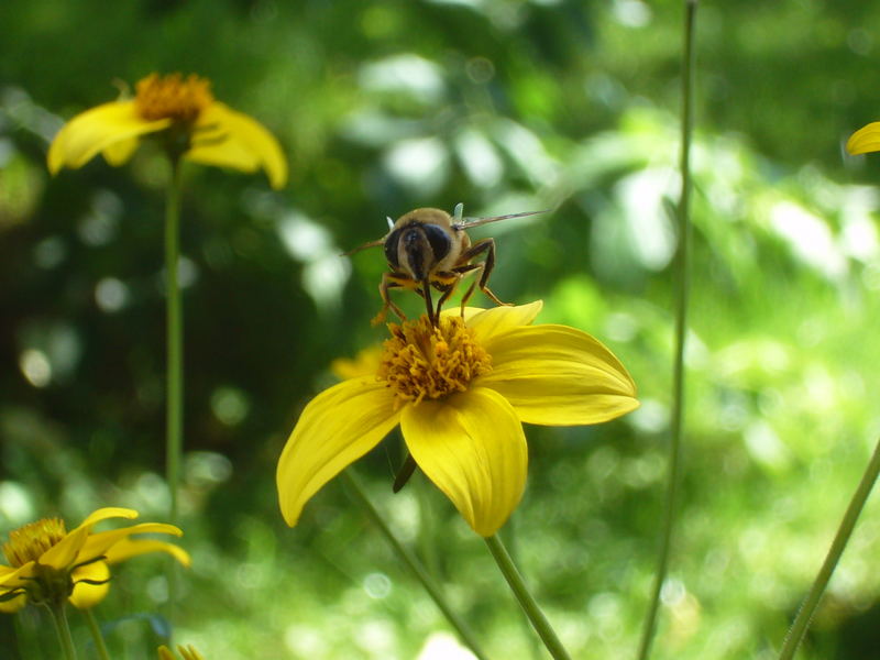 Fleissiges Bienchen