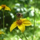 Fleissiges Bienchen