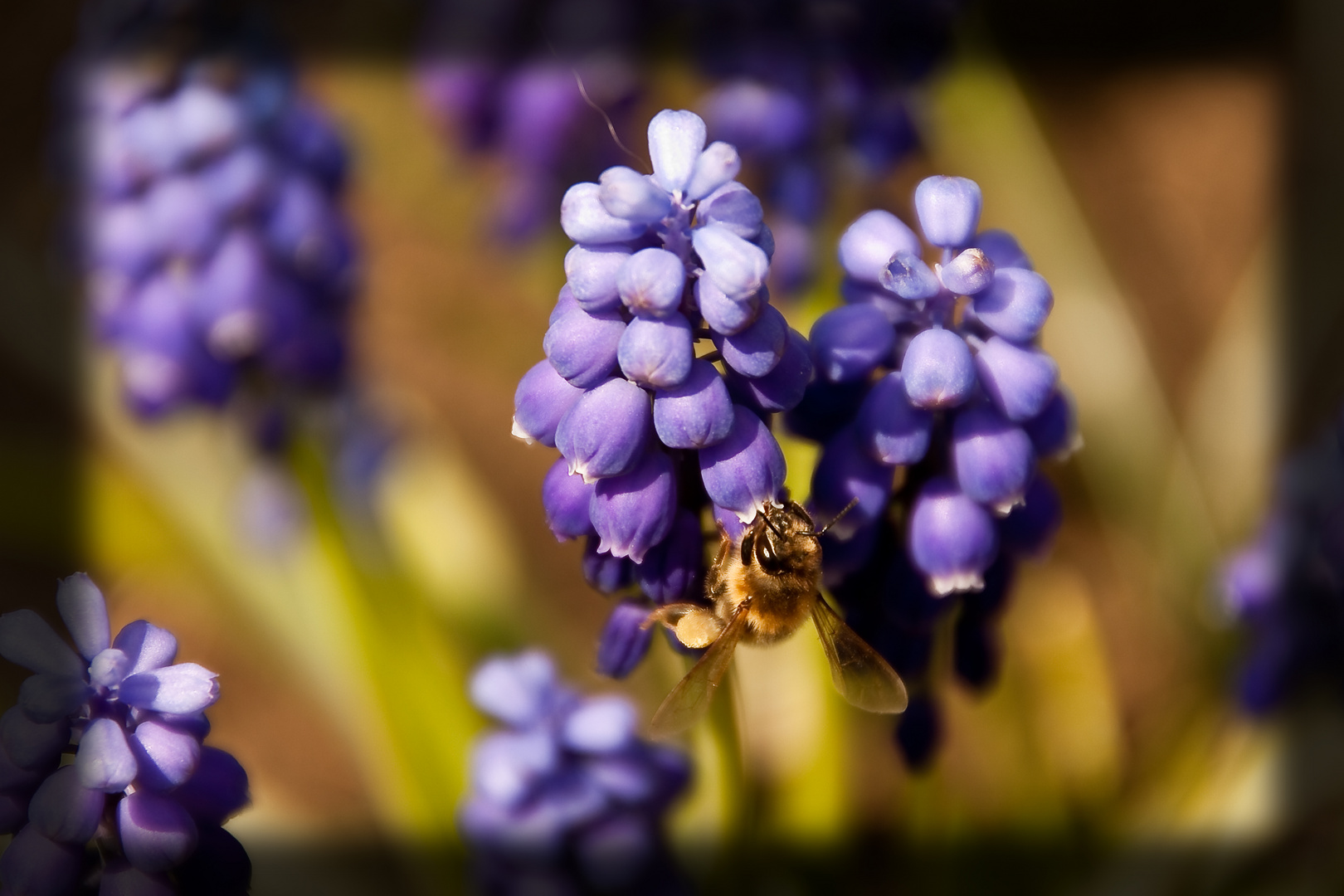 Fleißiges Bienchen