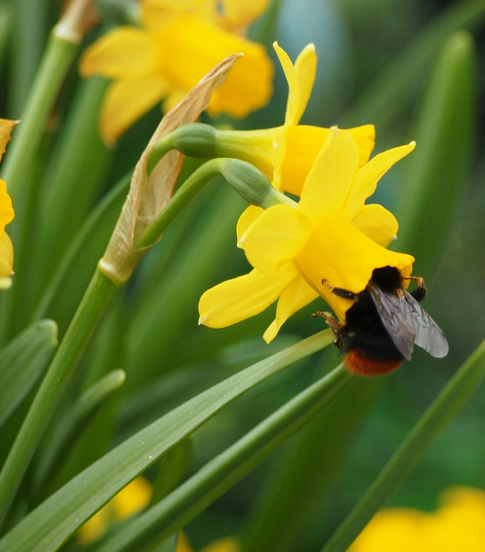 Fleissiges Bienchen :)