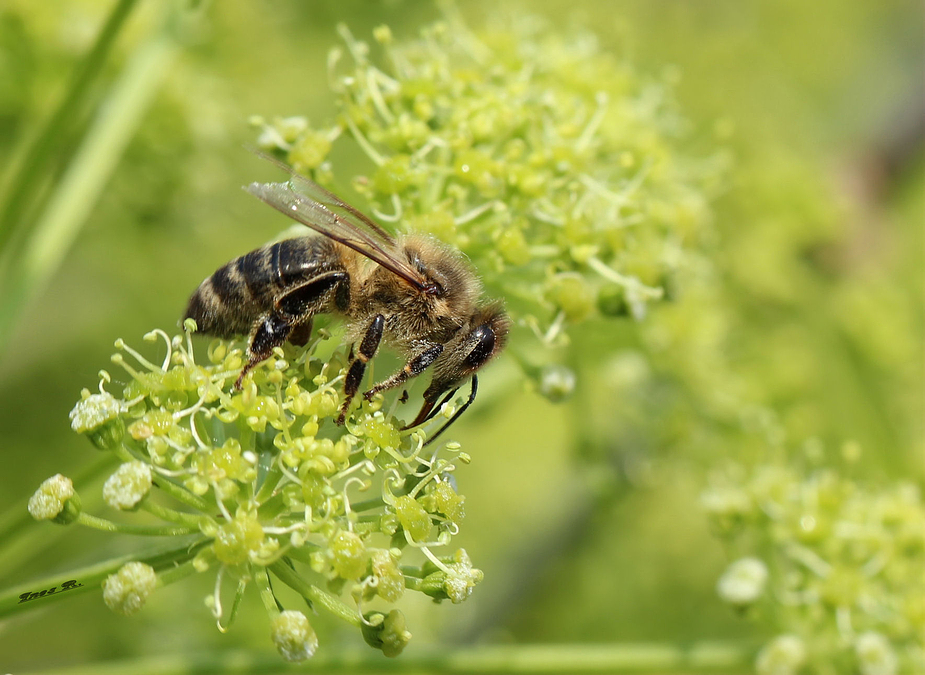 * fleißiges Bienchen *