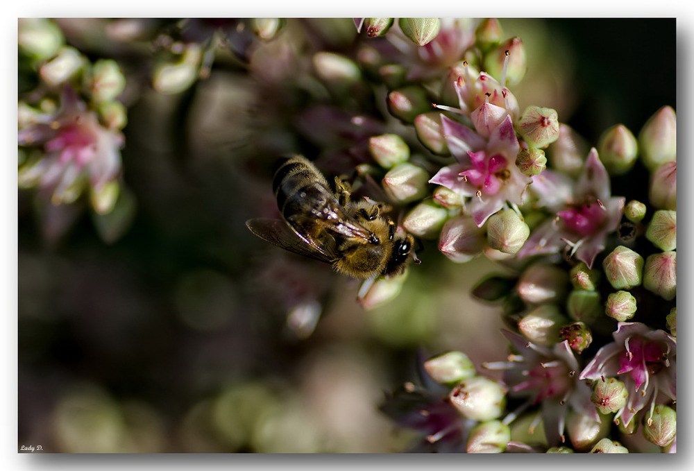 fleißiges Bienchen