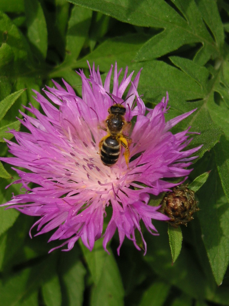 fleißiges Bienchen