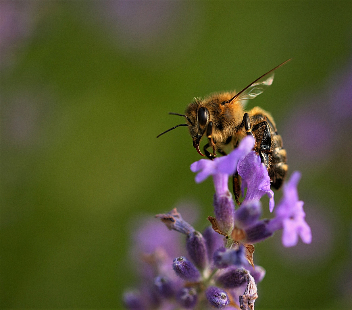 fleissiges Bienchen