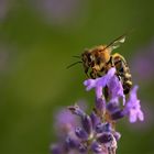 fleissiges Bienchen