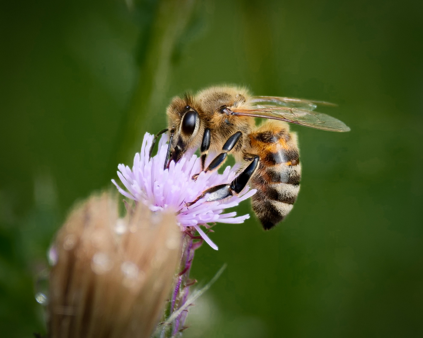 Fleißiges Bienchen