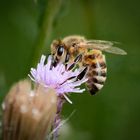 Fleißiges Bienchen