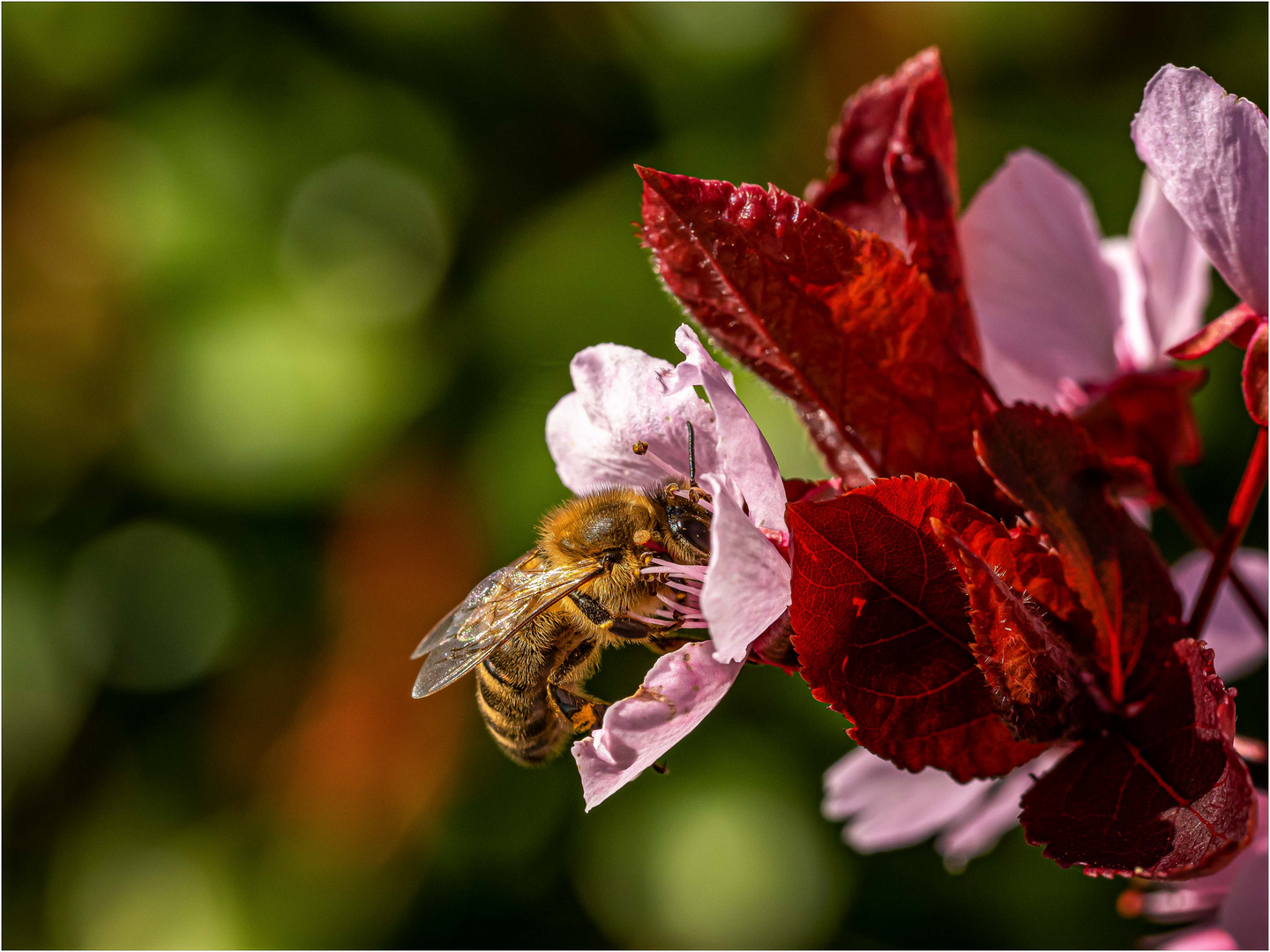 Fleissiges Bienchen