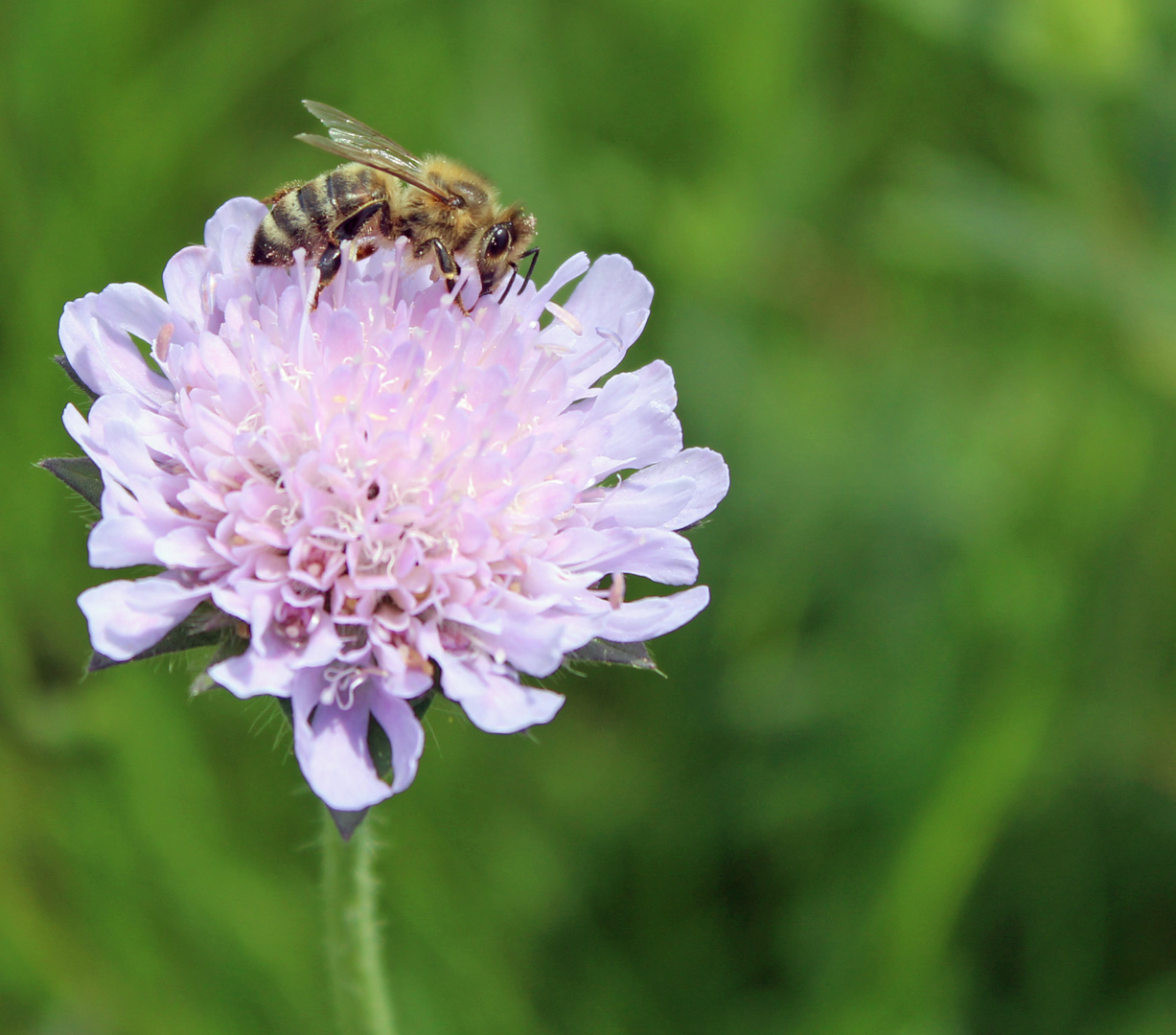 Fleißiges Bienchen