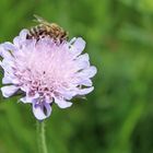 Fleißiges Bienchen