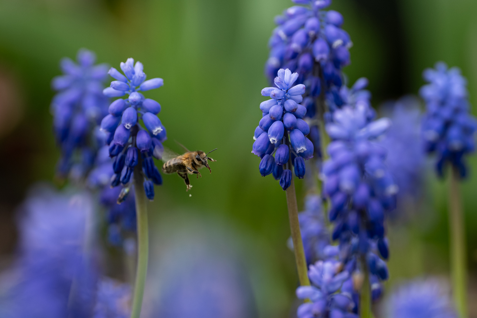 fleißiges Bienchen