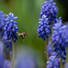 fleißiges Bienchen