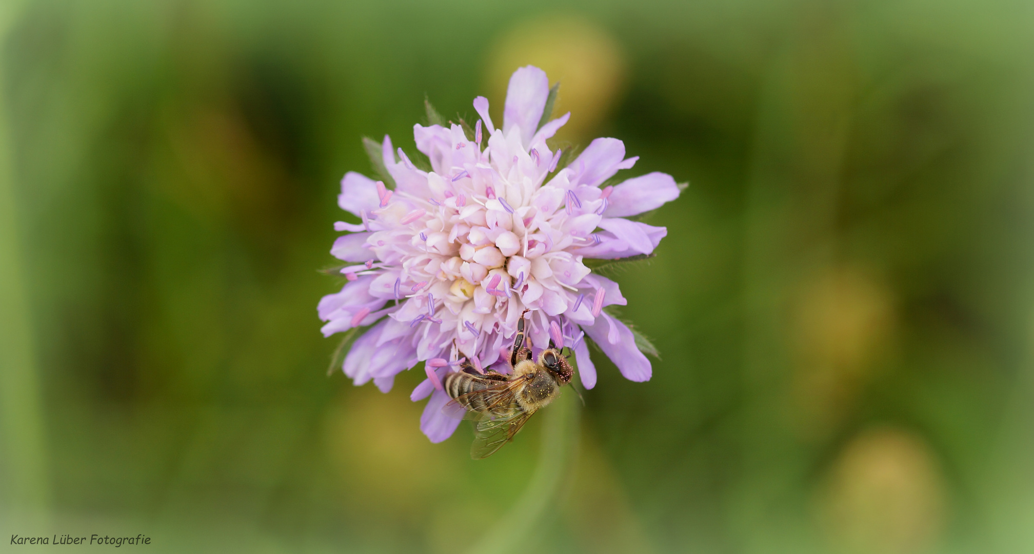 Fleißiges Bienchen