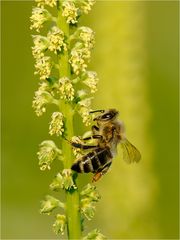 Fleißiges Bienchen