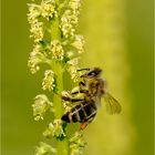 Fleißiges Bienchen