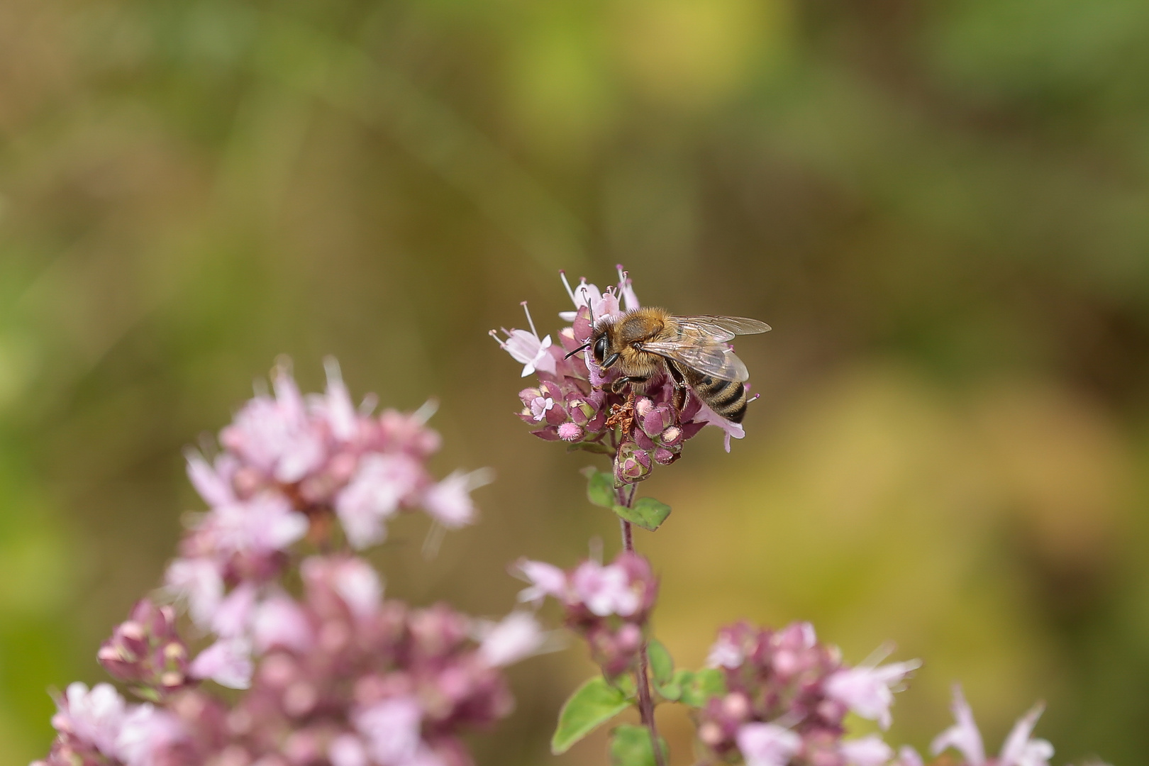 fleißiges Bienchen