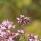 fleißiges Bienchen