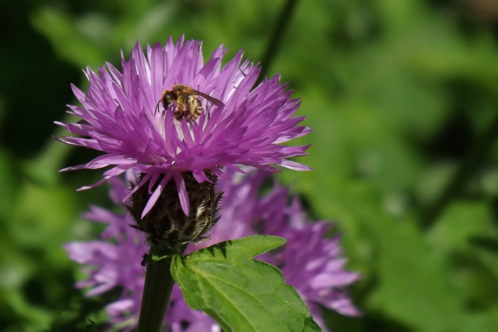 ...... fleissiges Bienchen