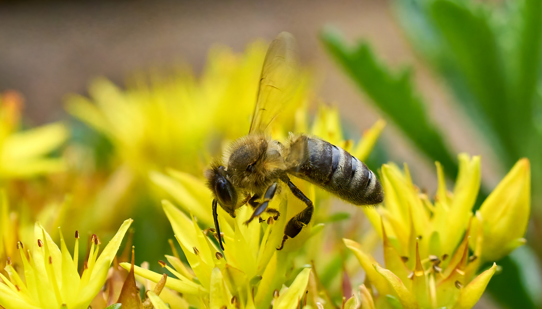 Fleißiges Bienchen