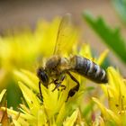 Fleißiges Bienchen