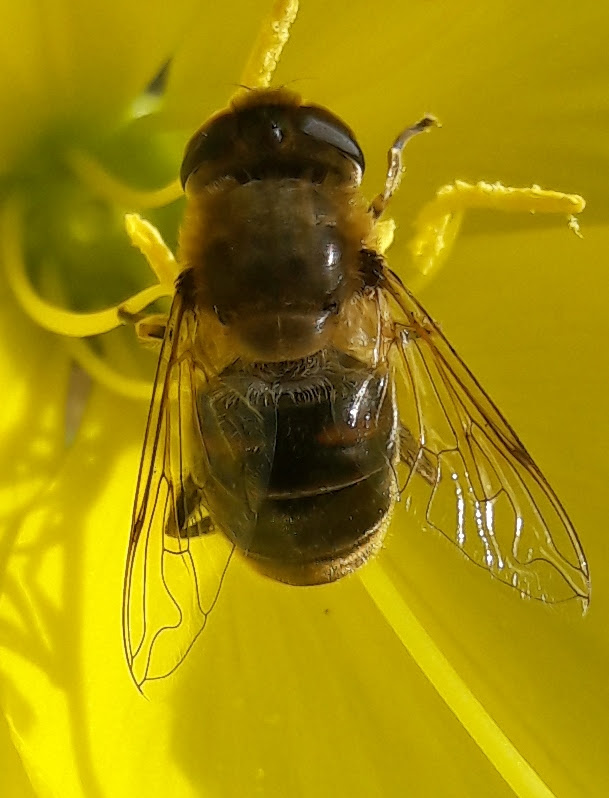 Fleißiges "Bienchen"